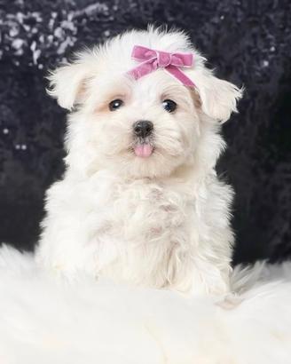 Cucciolina femmina di Maltese