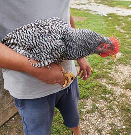 Gallo Amrock