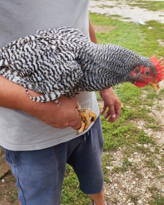 Gallo Amrock