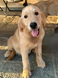 Golden Retriever cucciolo