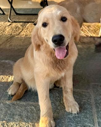 Golden Retriever cucciolo