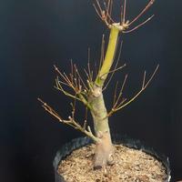Bonsai Acero Palmato (varieta’ katsura)