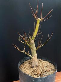 Bonsai Acero Palmato (varieta’ katsura)