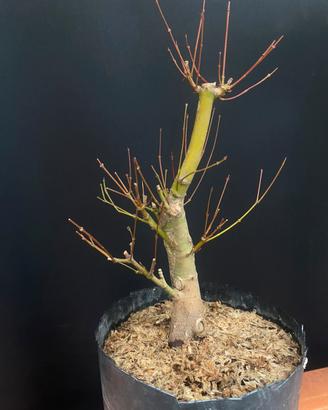 Bonsai Acero Palmato (varieta’ yamamomiji)