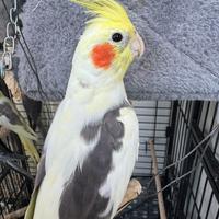 Pappagalli calopsite tutti giovani,cantano ecc