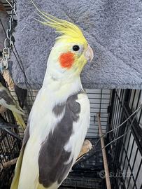 Pappagalli calopsite tutti giovani,cantano ecc