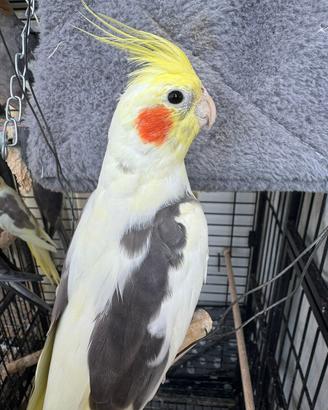 Pappagalli calopsite tutti giovani,cantano ecc