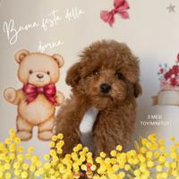 Barboncino toy/minitoy