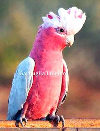 Pappagallo - Cacatua Rosicapilla