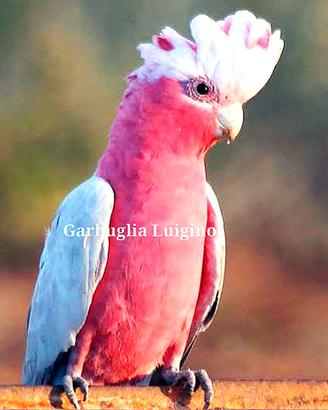 Pappagallo - Cacatua Rosicapilla