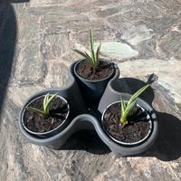 Pianta di Agave bicolore