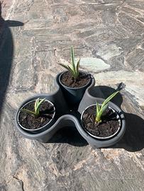 Pianta di Agave bicolore