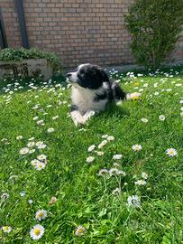 Cuccioli di Border Collie