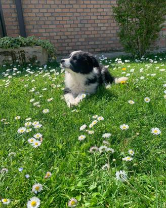 Cuccioli di Border Collie