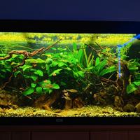 Pesci tropicali comunali