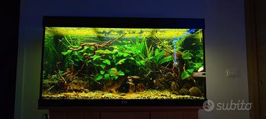 Pesci tropicali comunali