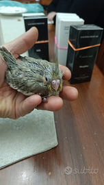 Calopsite e inseparabili