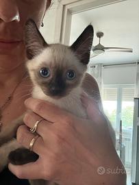 Ultima cucciola simil siamese
