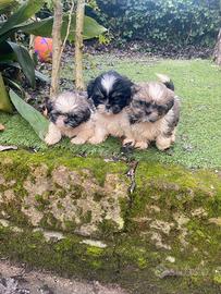 Shih Tzu cuccioli
