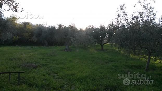 Silvi: Terreno con rudere vista mare - Vista 6