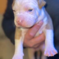 Cuccioli pitbull