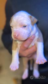 Cuccioli pitbull