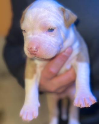 Cuccioli pitbull