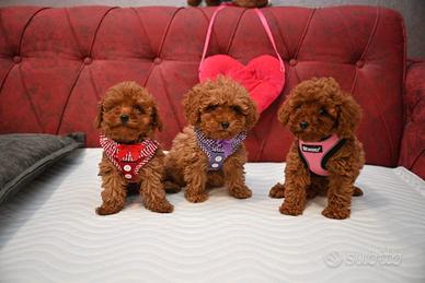 Cuccioli di barboncini mini toy maschi e femmine