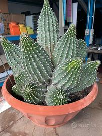 Pianta grassa cactus