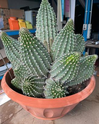 Pianta grassa cactus