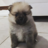 Ultima stupenda cucciola di Spitz Pomerania