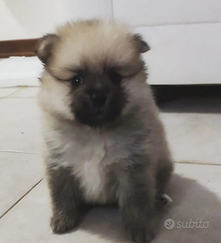 Ultima stupenda cucciola di Spitz Pomerania