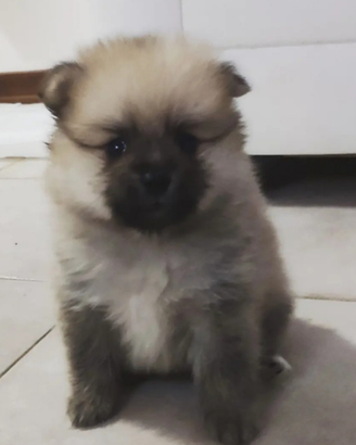 Ultima stupenda cucciola di Spitz Pomerania