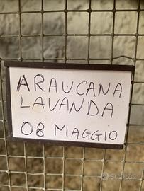 Araucana color Lavanda