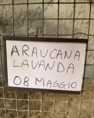 Araucana color Lavanda