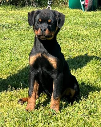 Cucciola di Rottweiler