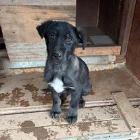 Cucciola di meticcio