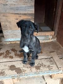 Cucciola di meticcio