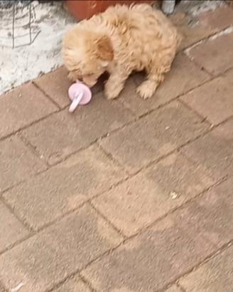 Barboncino cuccioli taglia mini Toy e toy