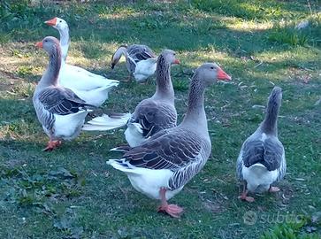 5 oche guardiane da compagnia