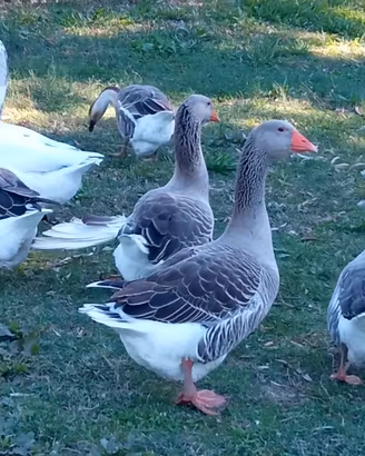 5 oche guardiane da compagnia