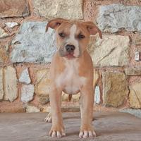 Cucciolo Pitbull Blue Fawn maschio