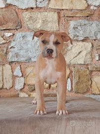 Cucciolo Pitbull Blue Fawn maschio