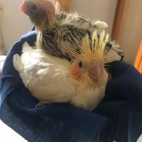 Pappagalli Calopsite DA IMBECCO