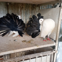 Colombi animali ornamentali