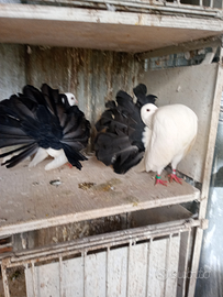 Colombi animali ornamentali