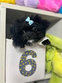 Maltipoo nero