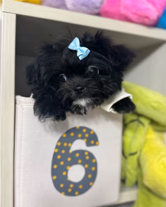 Maltipoo nero