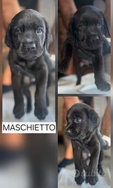 Cuccioli di Labrador ultimi 3 rimasti