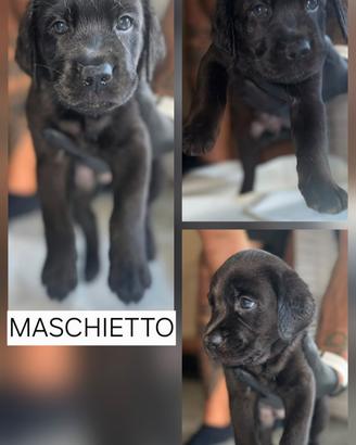 Cuccioli di Labrador ultimi 3 rimasti